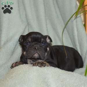 Bear, Olde English Bulldogge Puppy