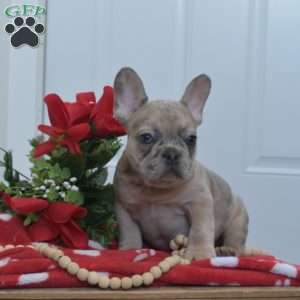 Bear, French Bulldog Puppy