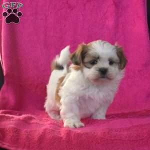 Bear, Shih Tzu Puppy