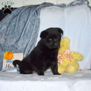 Bear, Shiba Inu Mix Puppy