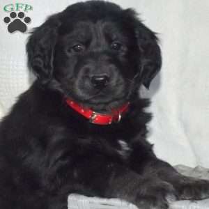 Bear, Goberian Puppy