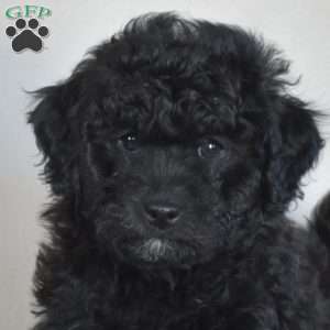 Bear, Miniature Poodle Puppy