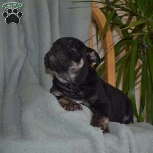 Bear, Olde English Bulldogge Puppy