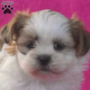 Bear, Shih Tzu Puppy