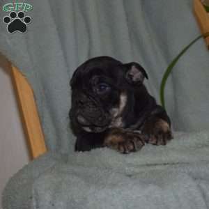 Bear, Olde English Bulldogge Puppy