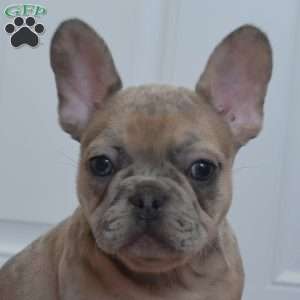 Bear, French Bulldog Puppy