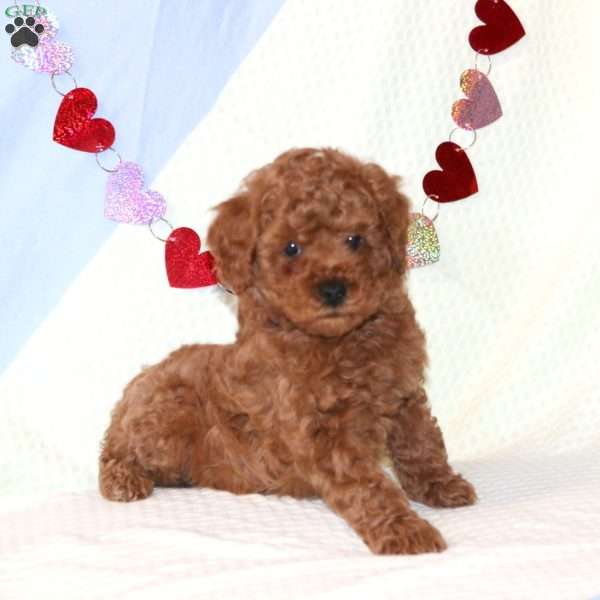 Bear, Miniature Poodle Puppy