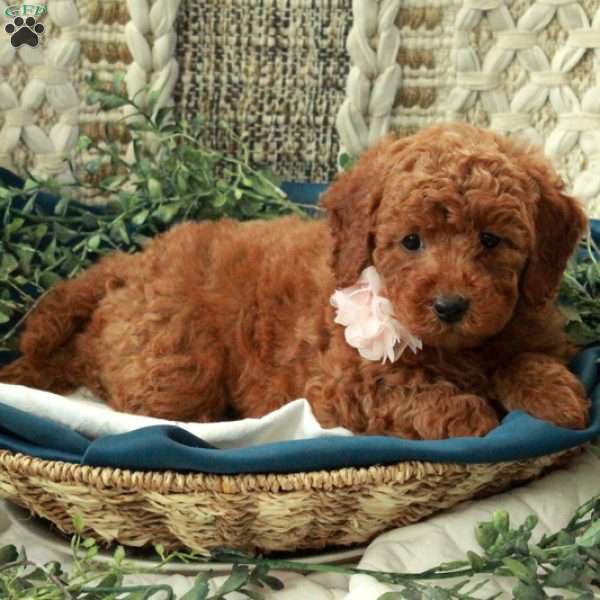 Beatrice, Miniature Poodle Puppy