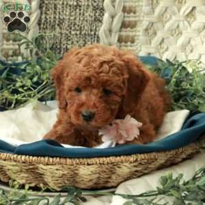 Beatrice, Miniature Poodle Puppy