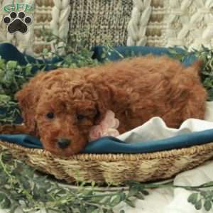 Beatrice, Miniature Poodle Puppy