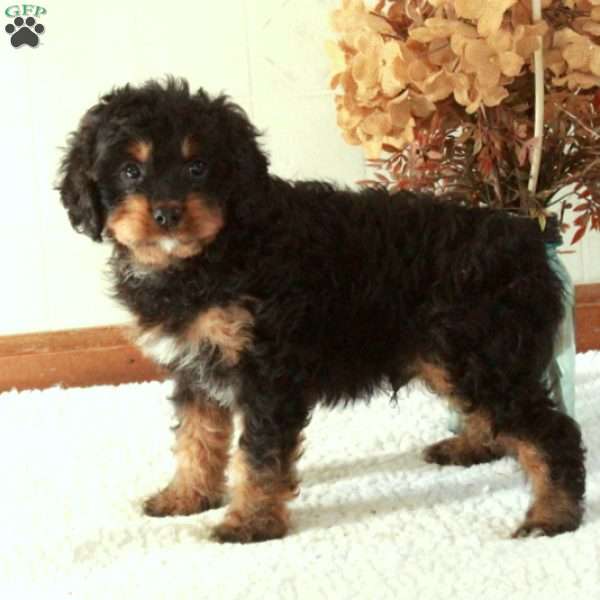 Beau, Cavapoo Puppy