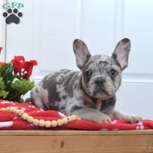 Beau, French Bulldog Puppy