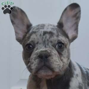 Beau, French Bulldog Puppy