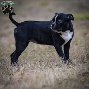 Beauty, Boston Terrier Puppy