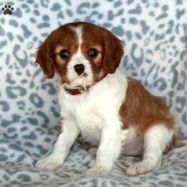 Beauty, Cavalier King Charles Spaniel Puppy