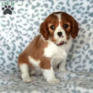 Beauty, Cavalier King Charles Spaniel Puppy