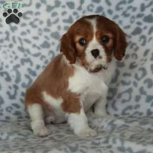 Beauty, Cavalier King Charles Spaniel Puppy