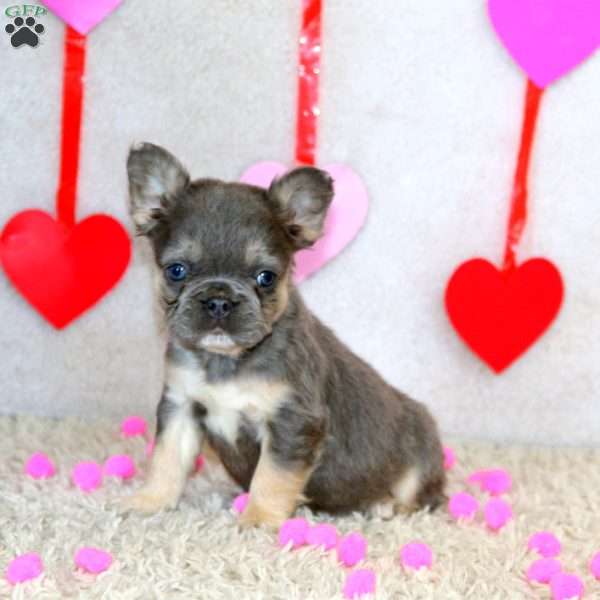 Beauty-Fluffy, French Bulldog Puppy