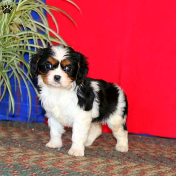 Beauty, Cavalier King Charles Spaniel Puppy