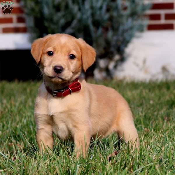 Beauty, Fox Red Labrador Retriever Puppy