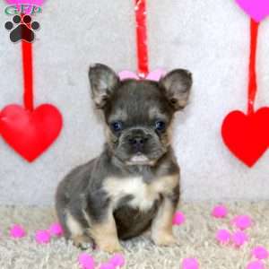 Beauty-Fluffy, French Bulldog Puppy