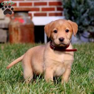 Beauty, Fox Red Labrador Retriever Puppy