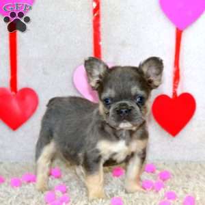 Beauty-Fluffy, French Bulldog Puppy