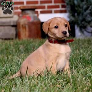 Beauty, Fox Red Labrador Retriever Puppy