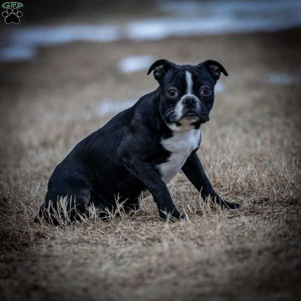 Beauty, Boston Terrier Puppy