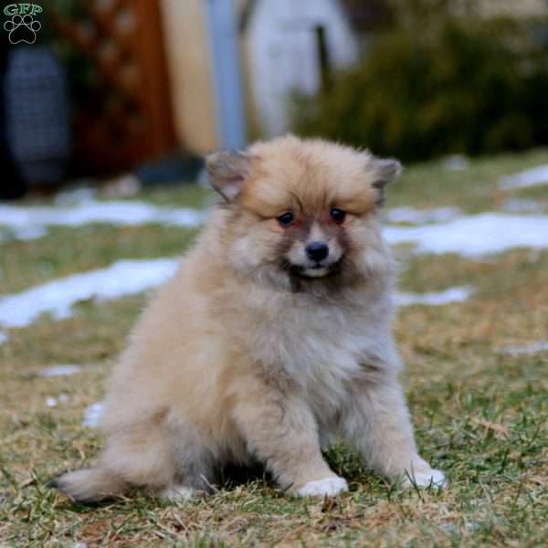 Becky, Pomeranian Mix Puppy