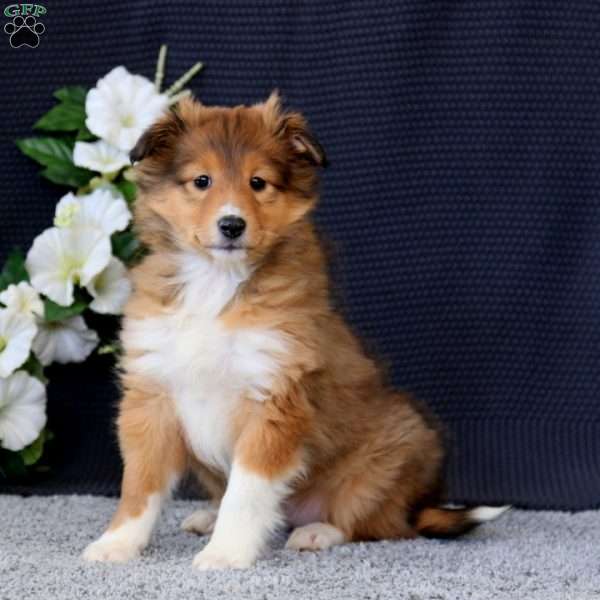 Becky, Sheltie Puppy