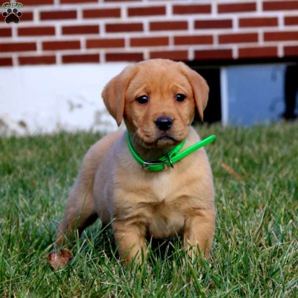 Becky, Fox Red Labrador Retriever Puppy