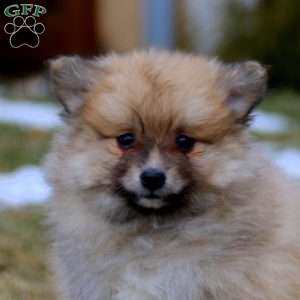 Becky, Pomeranian Mix Puppy