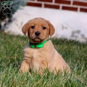 Becky, Fox Red Labrador Retriever Puppy