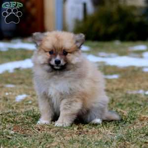 Becky, Pomeranian Mix Puppy