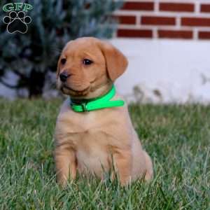 Becky, Fox Red Labrador Retriever Puppy