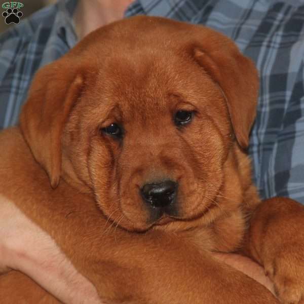 Belinda, Fox Red Labrador Retriever Puppy