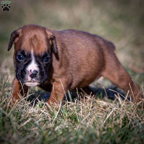 Bella, Boxer Puppy