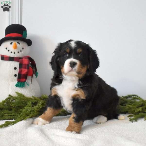 Bella, Miniature Bernese Mountain Dog Puppy