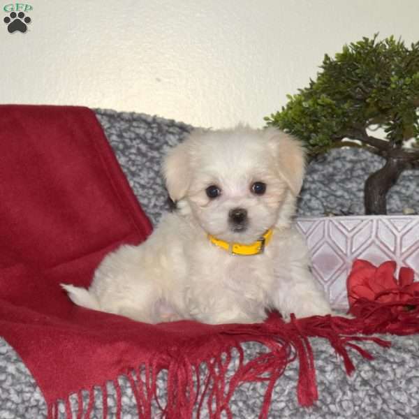 Bella, Maltese Puppy