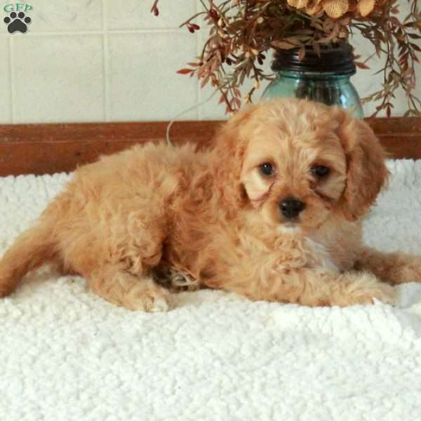 Bella, Cavapoo Puppy