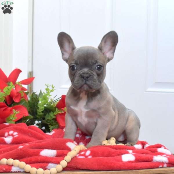 Bella, French Bulldog Puppy