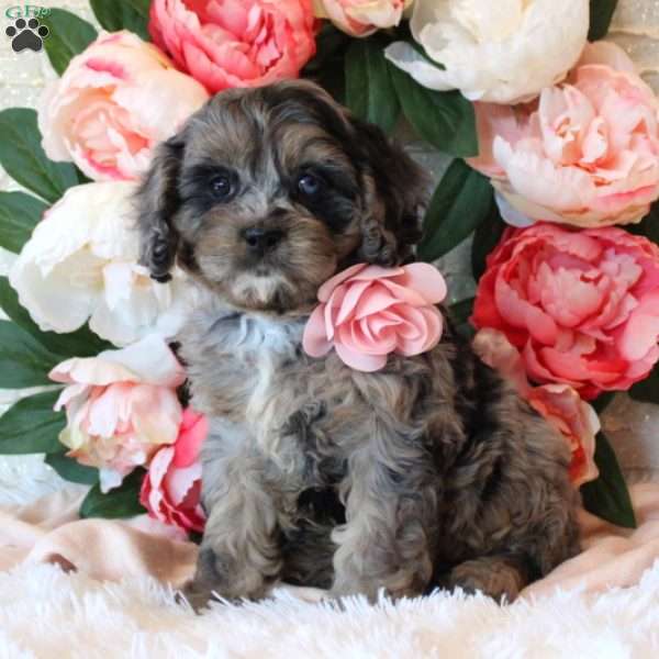 Bella, Cavapoo Puppy