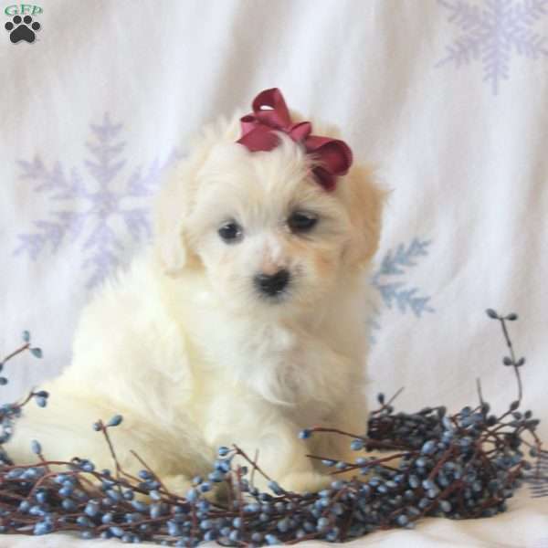 Bella, Maltipoo Puppy