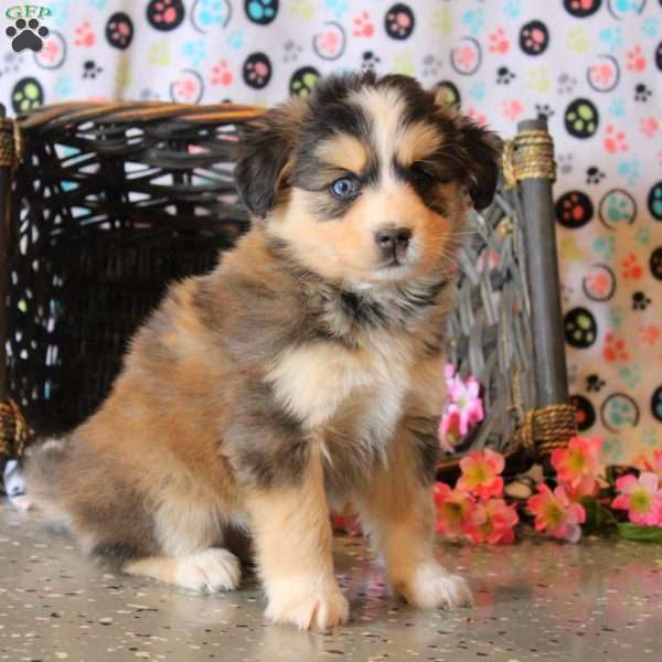 Bella, Bernese Mountain Dog Mix Puppy