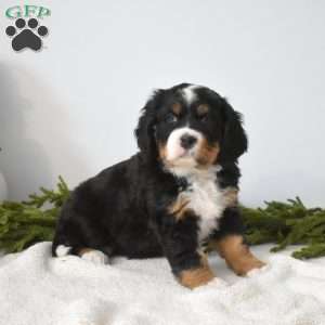 Bella, Miniature Bernese Mountain Dog Puppy