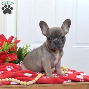 Bella, French Bulldog Puppy