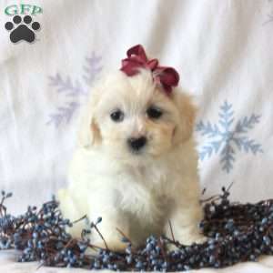 Bella, Maltipoo Puppy