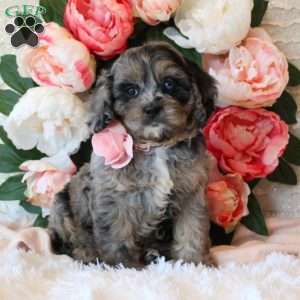 Bella, Cavapoo Puppy