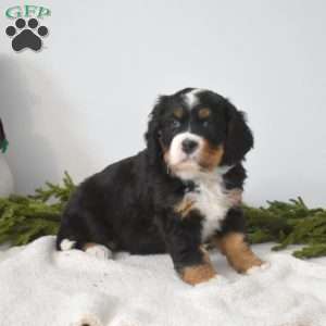 Bella, Miniature Bernese Mountain Dog Puppy